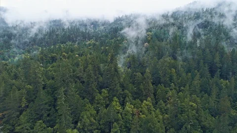 Aerial: flying over a pine tree forest and fog, California, USA Stock Footage 88770742