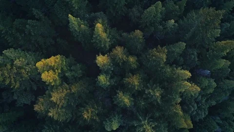 Aerial: flying over a pine tree forest in Humboldt country, USA Video stock 88787418