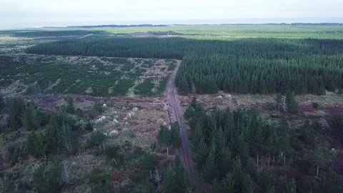 Aerial, Flying Over Pine Tree Forest, New Zealand 4k Vídeo Stock 91609920