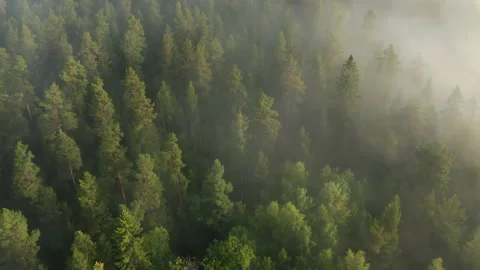 Aerial flying over pine tree forest with mist &amp; fog rolling in Stock Footage 142134549