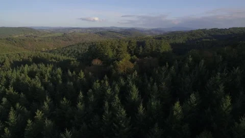 Aerial Flying Over Pine Trees, Forest, Auvergne, France Stock Footage 141504445