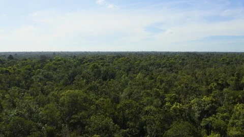 Aerial Flying Over Rainforest Canopy in Borneo Stock Footage 129474593