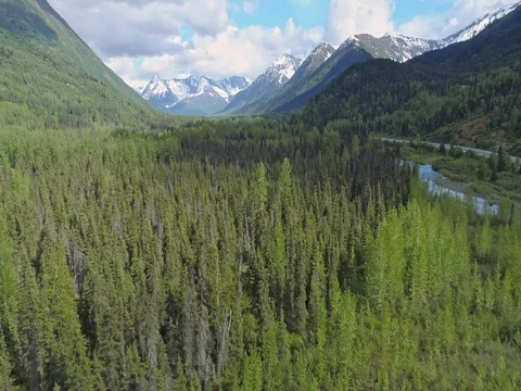 Aerial: flying over river, mountain &amp; trees near, Chugach Forest, Anchorage, Stock Footage 77731291