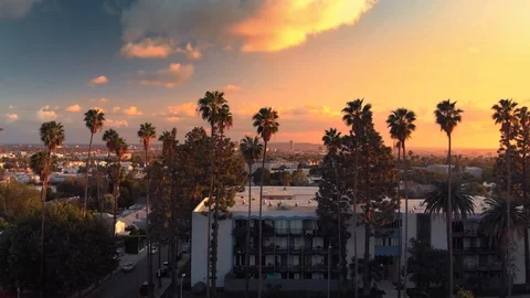 Aerial flying over row of palm trees in Hollywood revealing city of LA at sunset Stock Footage