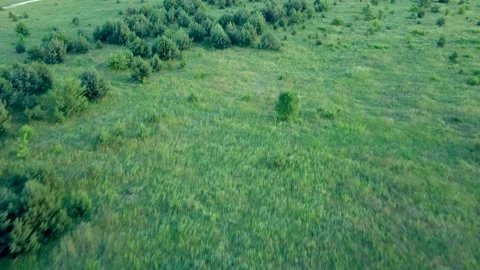 Aerial flying over small pine forest young green pine trees. Stock Footage 143706677