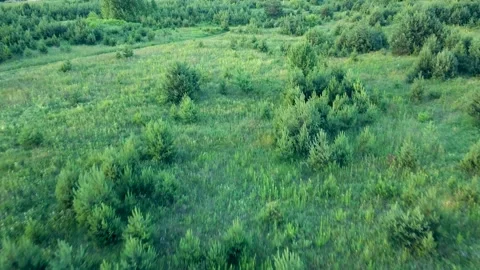 Aerial flying over small pine forest young green pine trees. Stock Footage 143707342