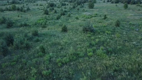 Aerial flying over small pine forest young green pine trees. Stock Footage 143707830