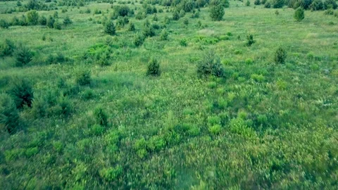 Aerial flying over small pine forest young green pine trees. Stock Footage 143707930