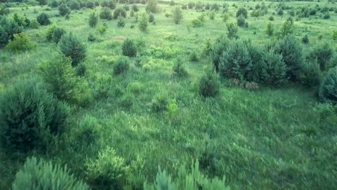 Aerial flying over small pine forest young green pine trees. Stock Footage 143710922