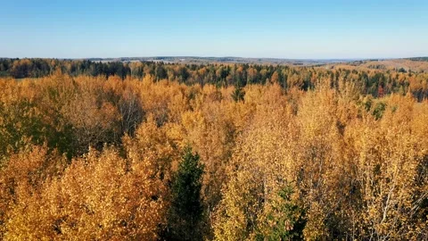 Aerial Flying Over Trees In Hilly Forest Golden Red Yellow Color On Fall Evening Stock Footage 204853655
