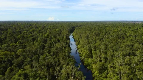 Aerial Flying Over Trees Over Blackwater River, Tanjung Puting, Borneo Stock Footage 129444150
