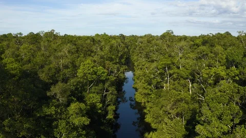 Aerial Flying Over Trees Over Blackwater River in Borneo Stock Footage 129474821