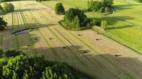 Aerial flying over trees reveiling farmland showing plastic wrapped bales 4k Stock Footage 77440843