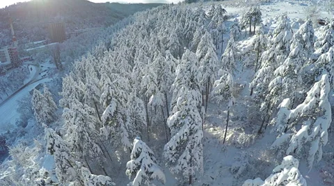 AERIAL, flying over Winter forest. Snowy pine forest in the mountain. Vídeos de archivo 59291448
