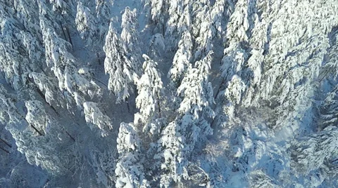 AERIAL, flying over Winter forest. Snowy pine forest in the mountain. Stock Footage 59562346