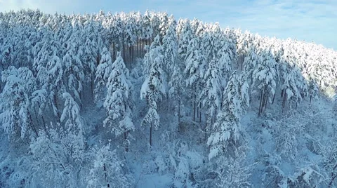 AERIAL, flying over Winter forest. Snowy pine forest in the mountain. Video stock 59562847