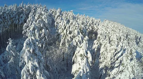 AERIAL, flying over Winter forest. Snowy pine forest in the mountain. Vidéo 59563428