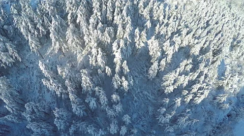 AERIAL, flying over Winter forest. Snowy pine forest in the mountain. Video stock 59566333
