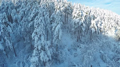 AERIAL, flying over Winter forest. Snowy pine forest in the mountain. 스톡 동영상 59569614