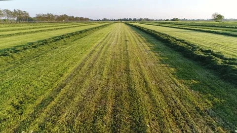 Aerial flying over worked meadow farmer mowed and raked the grass 4k Stock Footage 78930937