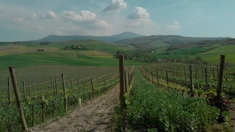 Aerial flying parallel an vineyard in Tuscany Stock-Footage 90077216