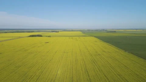 Aerial flying slowly forward over large fields of bright yellow canola crops Stock Footage 156936835