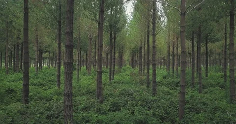 Aerial: flying through interior of pine forest to be used for wood, New Zealand Video stock 76122881
