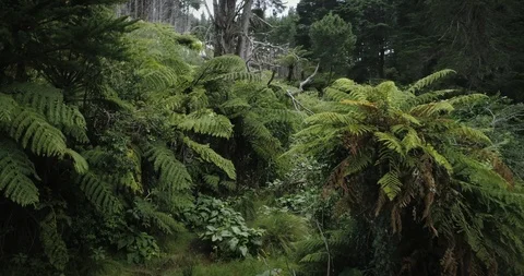 Aerial flying through native forest in Coromandel Peninsula, New Zealand Stock Footage 86727009
