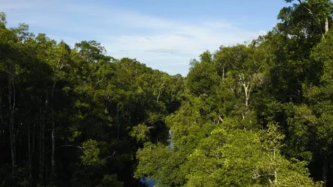 Aerial Flying Through Trees Over Blackwater River, Borneo, Indonesia Stock Footage 129440331
