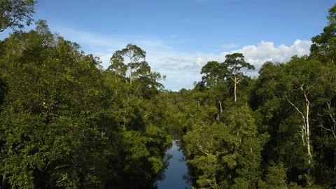 Aerial Flying Through Trees Over Blackwater River Reveal Stock Footage 129454825