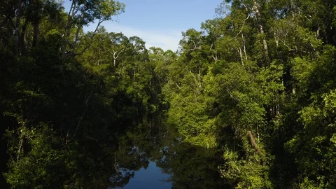 Aerial Flying Through Trees Over Blackwater River Reveal Stock Footage 129456857