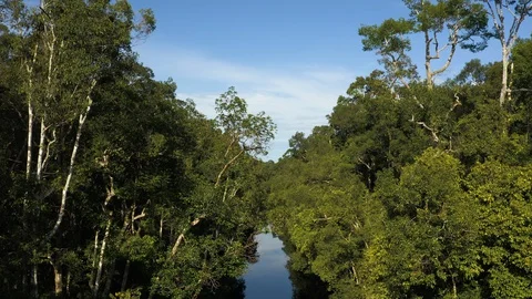 Aerial Flying Through Trees Over Blackwater River in Borneo Stock Footage 129474410
