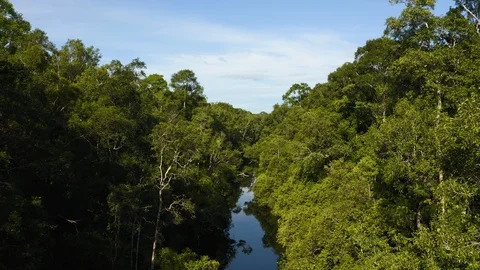 Aerial Flying Through Trees Over Blackwater River, Borneo Stock Footage 129477267