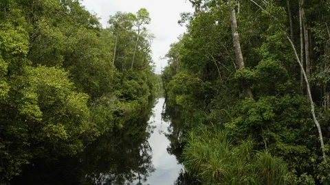 Aerial Flying Through Trees Over Blackwater River in Borneo, Indonesia Stock Footage 129478325