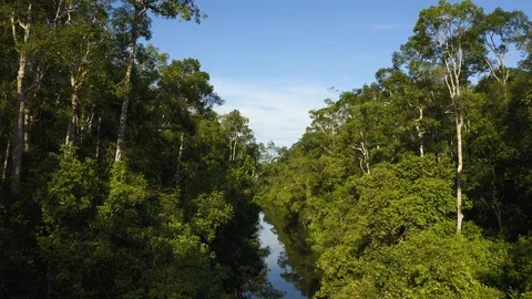 Aerial Flying Through Trees Over Blackwater River Stock Footage 129481757
