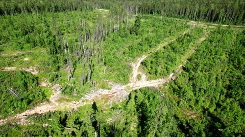 Aerial flying up to top over a felled forest with fallen trees. Stock Footage 160952053