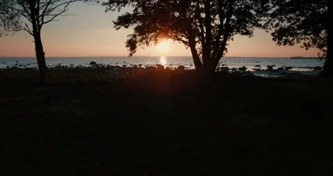 Aerial flying under the branches of a tree to the sea overlooking the sun Stock Footage 87420421