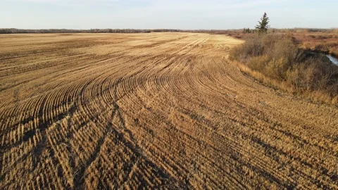 Aerial flying very low over a harvested grain field showing the plant rows with  Stock Footage 219864343