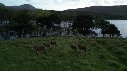 Aerial flyover of 5 deer Stock Footage 252201253