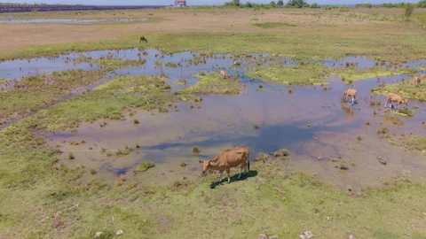 Aerial Flyover Above Field with Cows and Wetland Pond Stock Footage 344785568