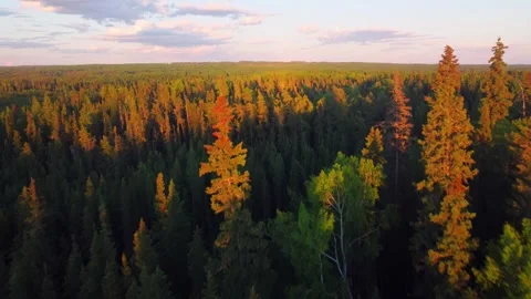 Aerial Flyover of Alberta Forest Treetops During Golden Hour, Canada Video stock 341390286