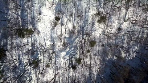 Aerial flyover of bare trees winter with long shadow patterns Stock Footage 71983462