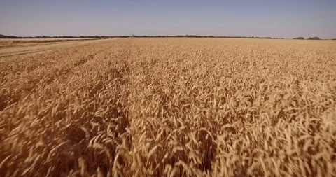 AERIAL - Flyover close to a ready to cop cereal field Video stock 97977976