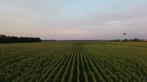 Aerial Flyover of Corn with Birds Flying Through Screen Stock Footage 245467055