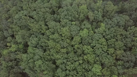 Aerial flyover of deciduous forest in North Carolina in North America. Vidéo 100376505