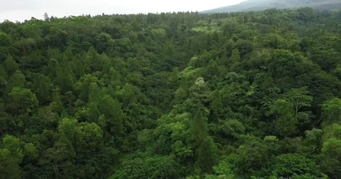 Aerial flyover dense forest on the slope of Merapi Volcano during sunny Vidéo 195710245