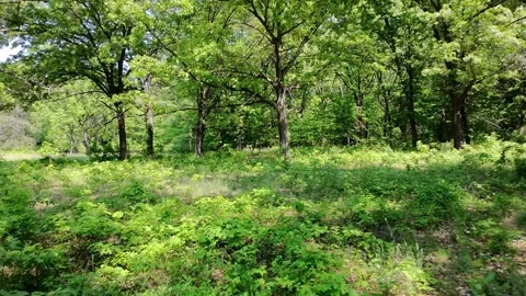 Aerial Flyover of Green Forest Clearing with Sunlight – 4K Drone Footage 스톡 동영상 310972709