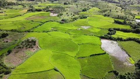 Aerial Flyover of Green Rice Fields in Fort-Dauphin (Tolanaro), Madagascar Stock Footage 328155835