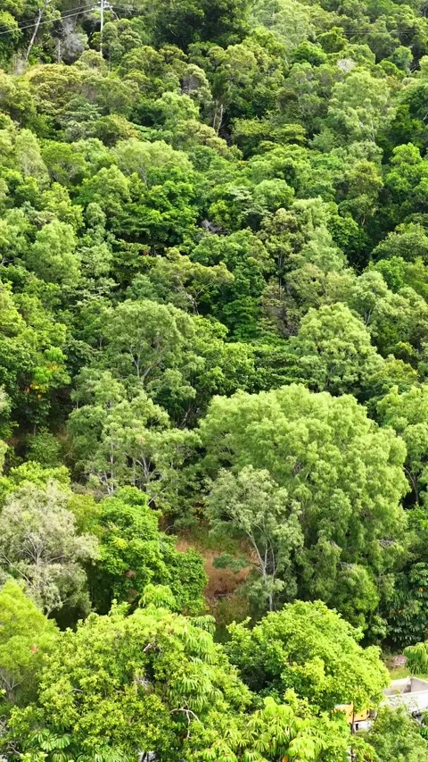 Aerial Flyover of Lush Daintree Rainforest and Rocky Coastline 스톡 동영상 320162971