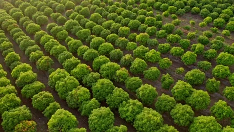 Aerial flyover Mango Tree Farm during sunny day in Dominican Republic Stock Footage 161260425